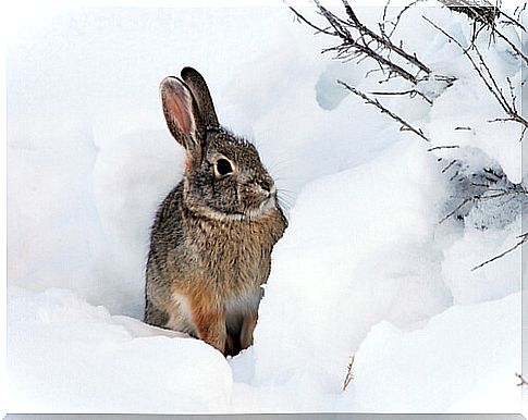 Rabbit in snow