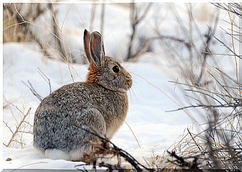 Rabbit in the winter time