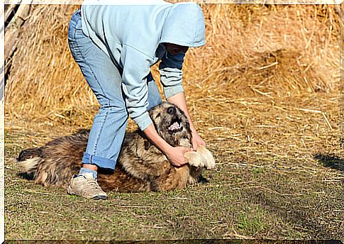 dogs-and-macho-violence