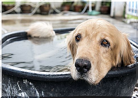 How to take care of our pets in summer