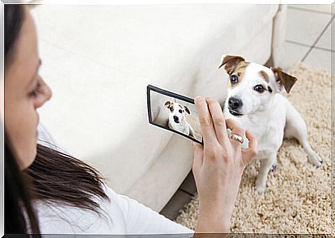 How to take the best photos of your pet?