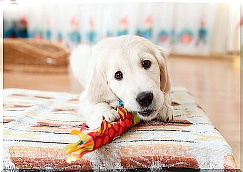 How to train your dog to chew on his toys and not on household objects