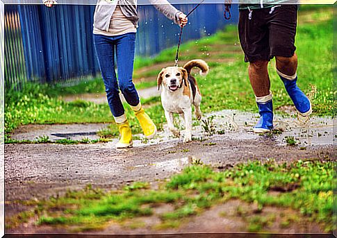 How to walk your dog on a rainy day?