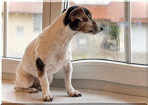 Dog looking at the rain through the window