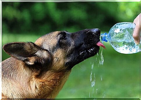 german shepherd drinks water