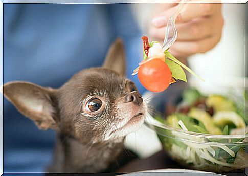 Ideal diets for Chihuahua dogs