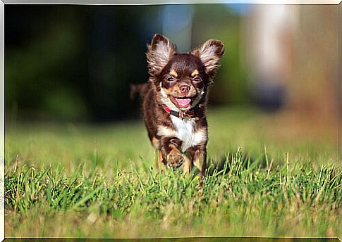 A chihuahua in the field.