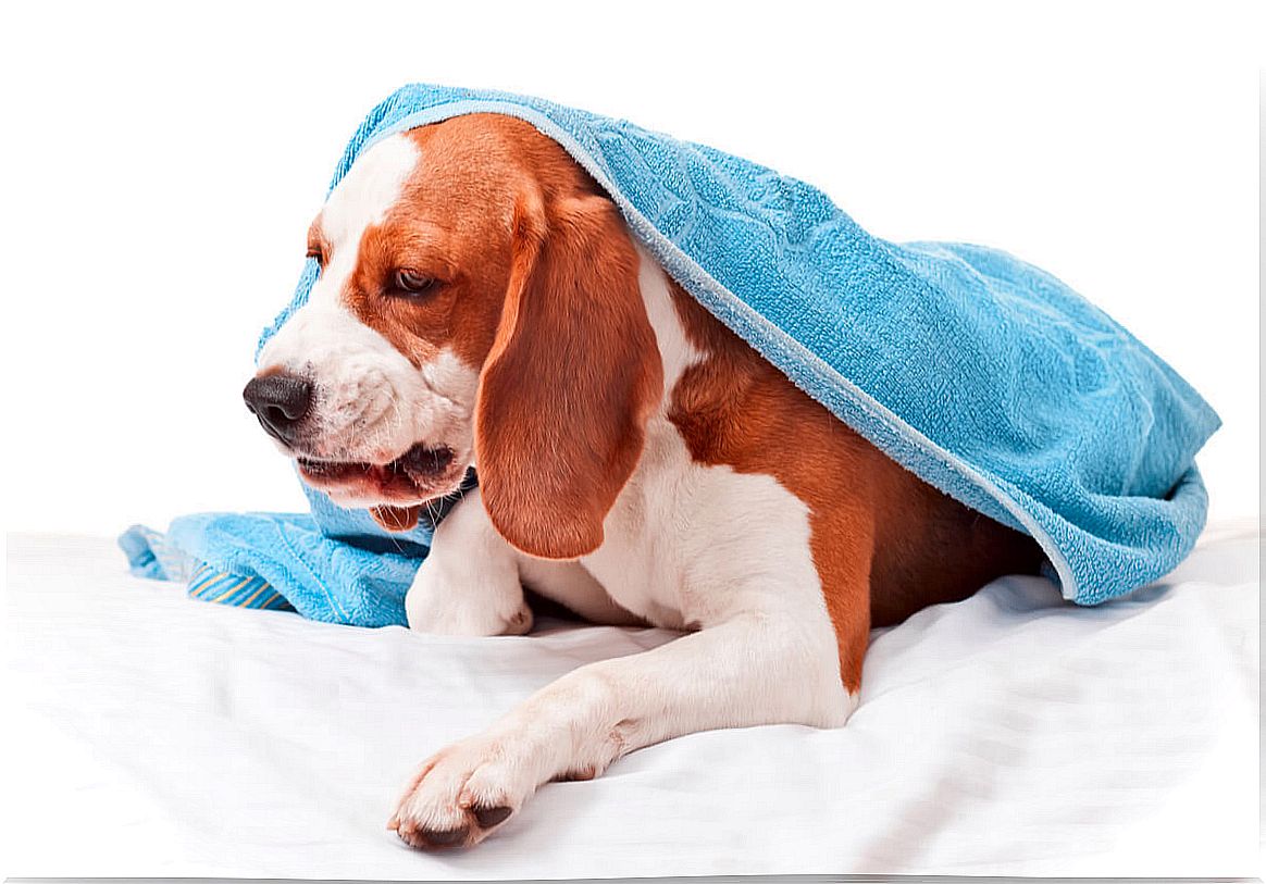 Infectious tracheobronchitis in dogs: causes, symptoms and treatment