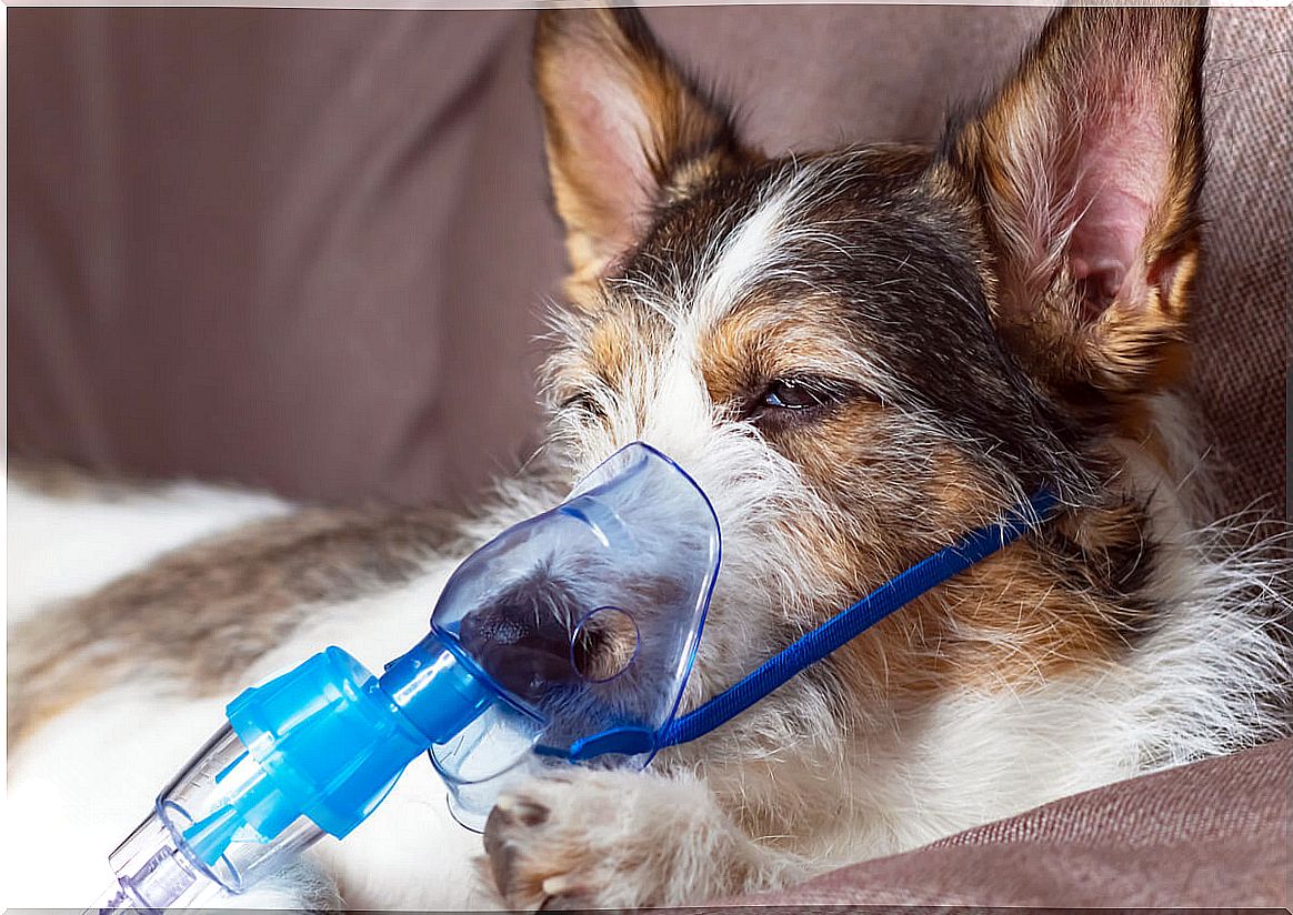 A sick dog on a respirator.