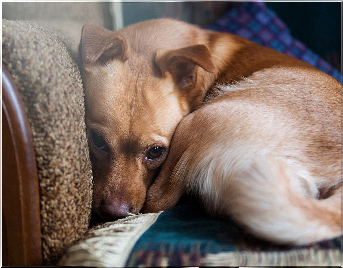 Dogs with anxiety have behavioral problems.