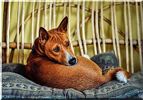 Insomnia in dogs: what can we do as owners