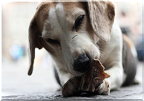 Intolerance to certain foods in dogs