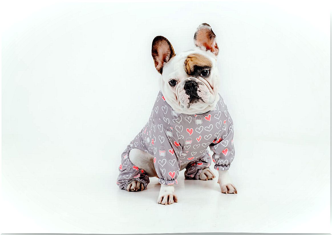 Is it comfortable for dogs to wear clothes?