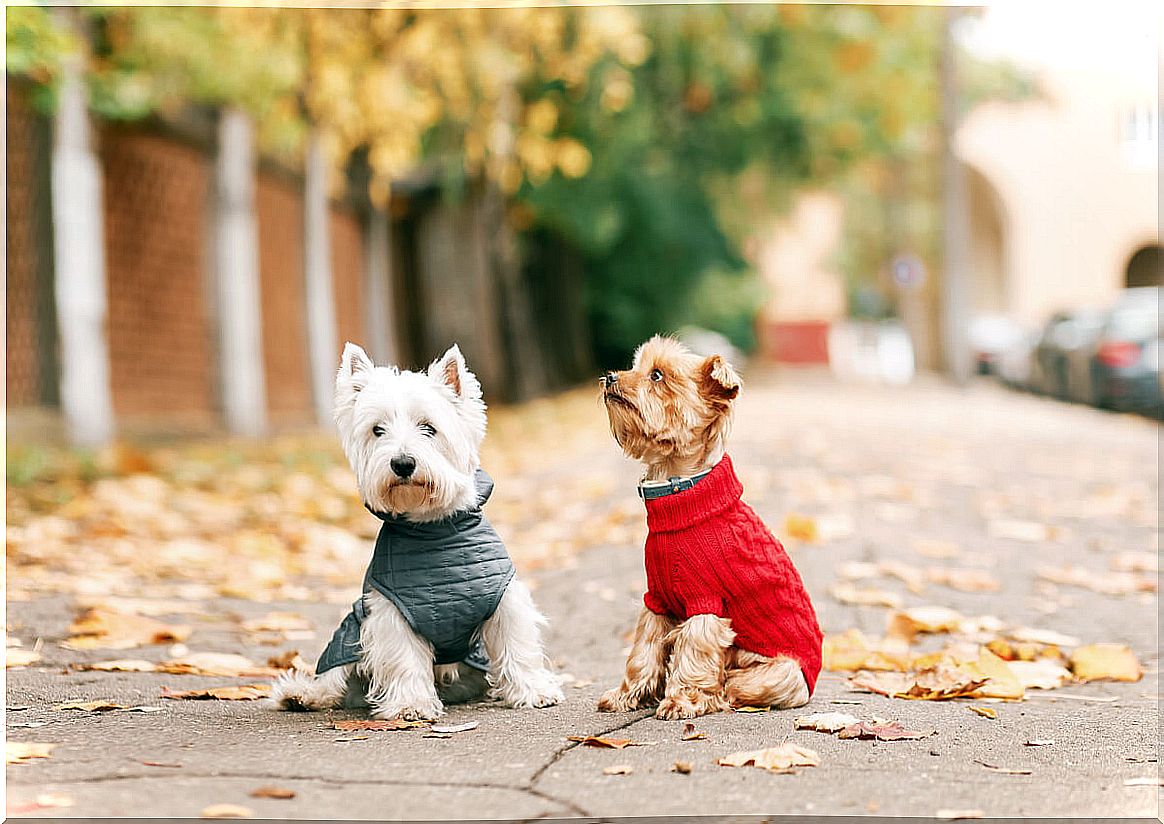 Some cheerful dogs wearing clothes.