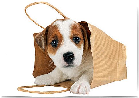 Is it good to carry your dog in a bag?