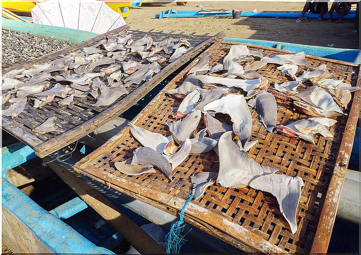 Shark fins in the market.