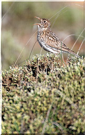 Lark singing