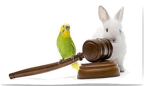 Animal protection laws around the world