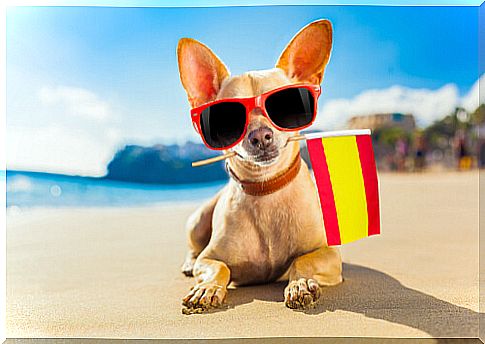 Dog with the flag of Spain represents Animal Law