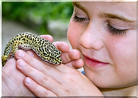 Leopard gecko: an ideal pet