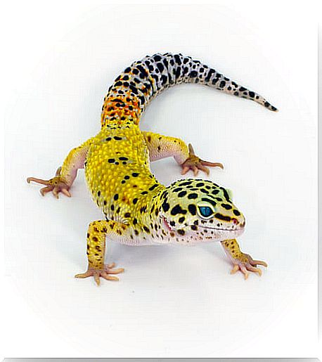 Leopard gecko on white background