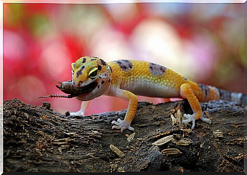 Baby leopard gecko feeding