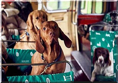 London launches a dog bus