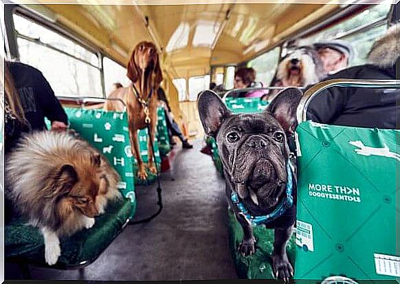 autobus-para-perros-2