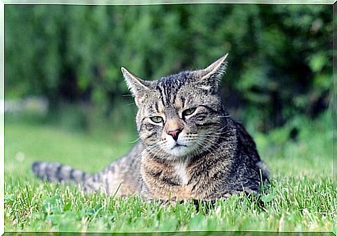 Manx cat: behavior