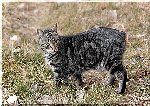 Manx cat: care