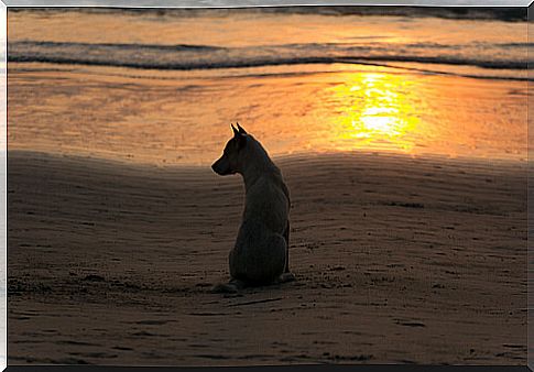 Dog on the beach