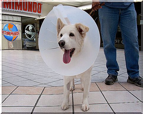 Alternatives to the Elizabethan collar