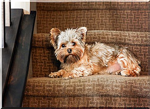 Dog on stairs