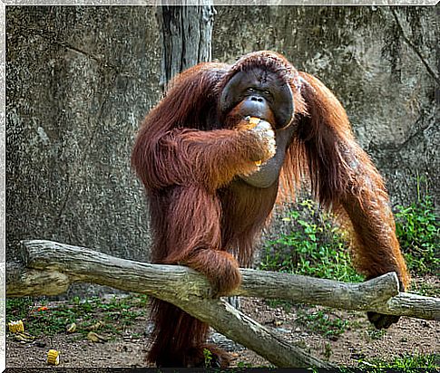 Studies on orangutans