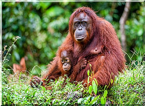 Conservation of the Bornean orangutan