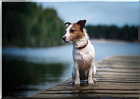 Pancho, the most famous dog on Spanish television, dies 