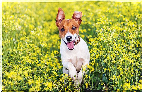 jack russell terrier