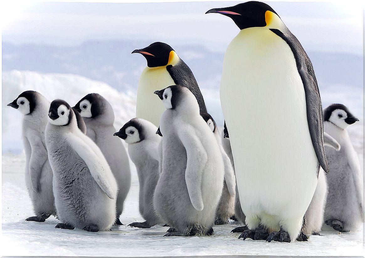 The largest penguins in the world.