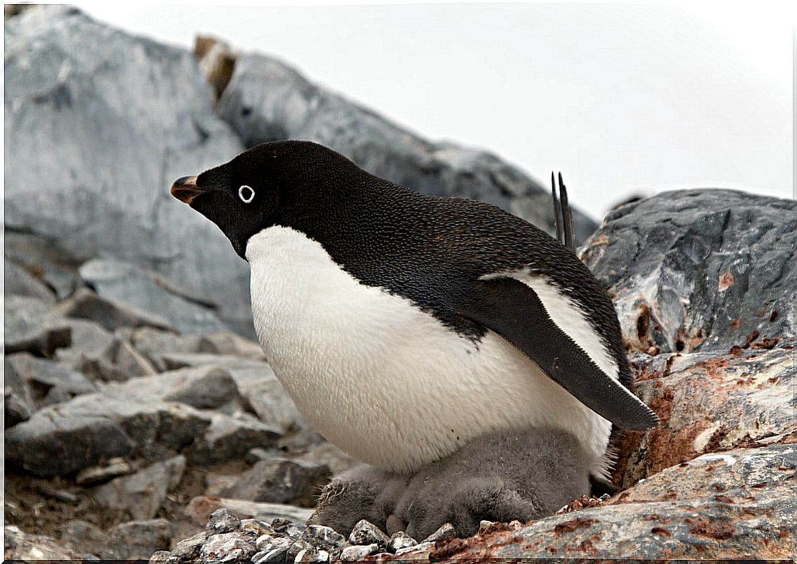 An Adelie penguin hatching an egg.