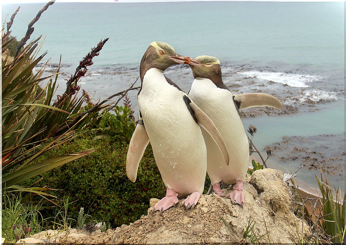 Yellow-eyed penguins are beautiful.