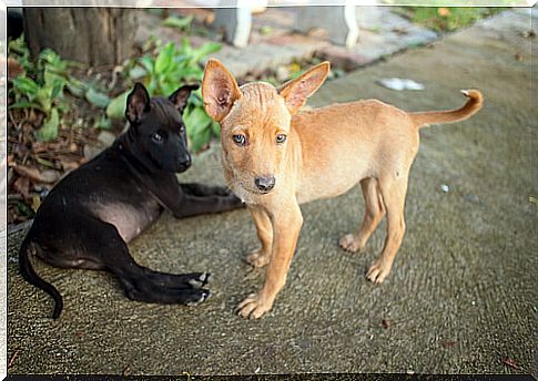 Pets suffer from lack of food in Venezuela