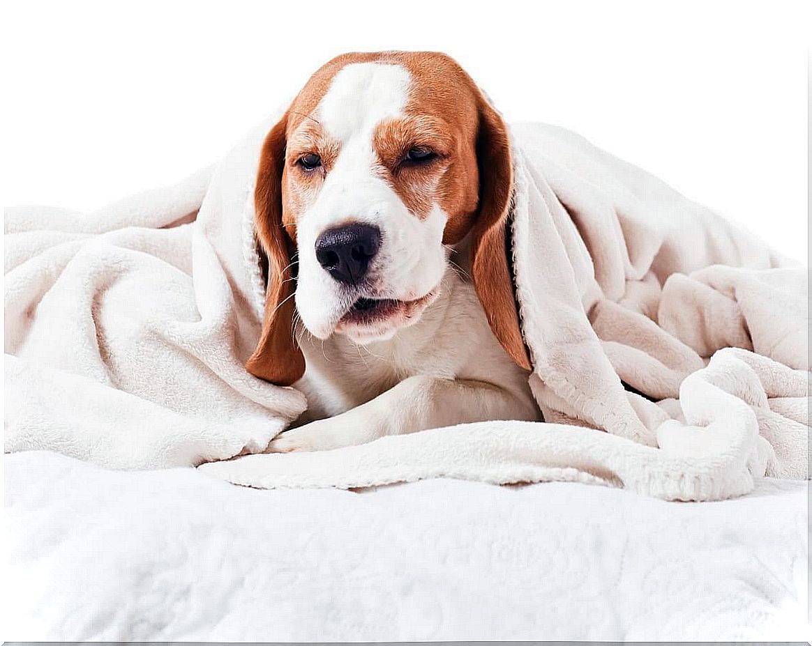 Pharyngitis in dogs: everything you need to know