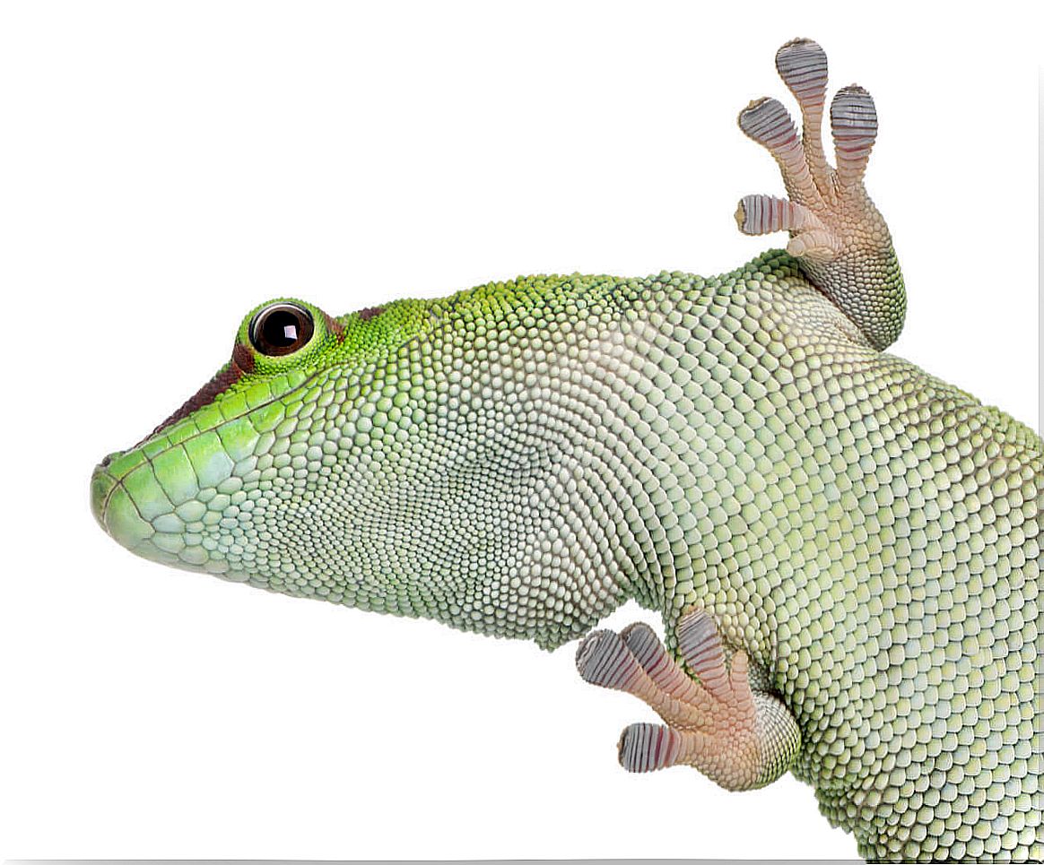 Day geckos on white background