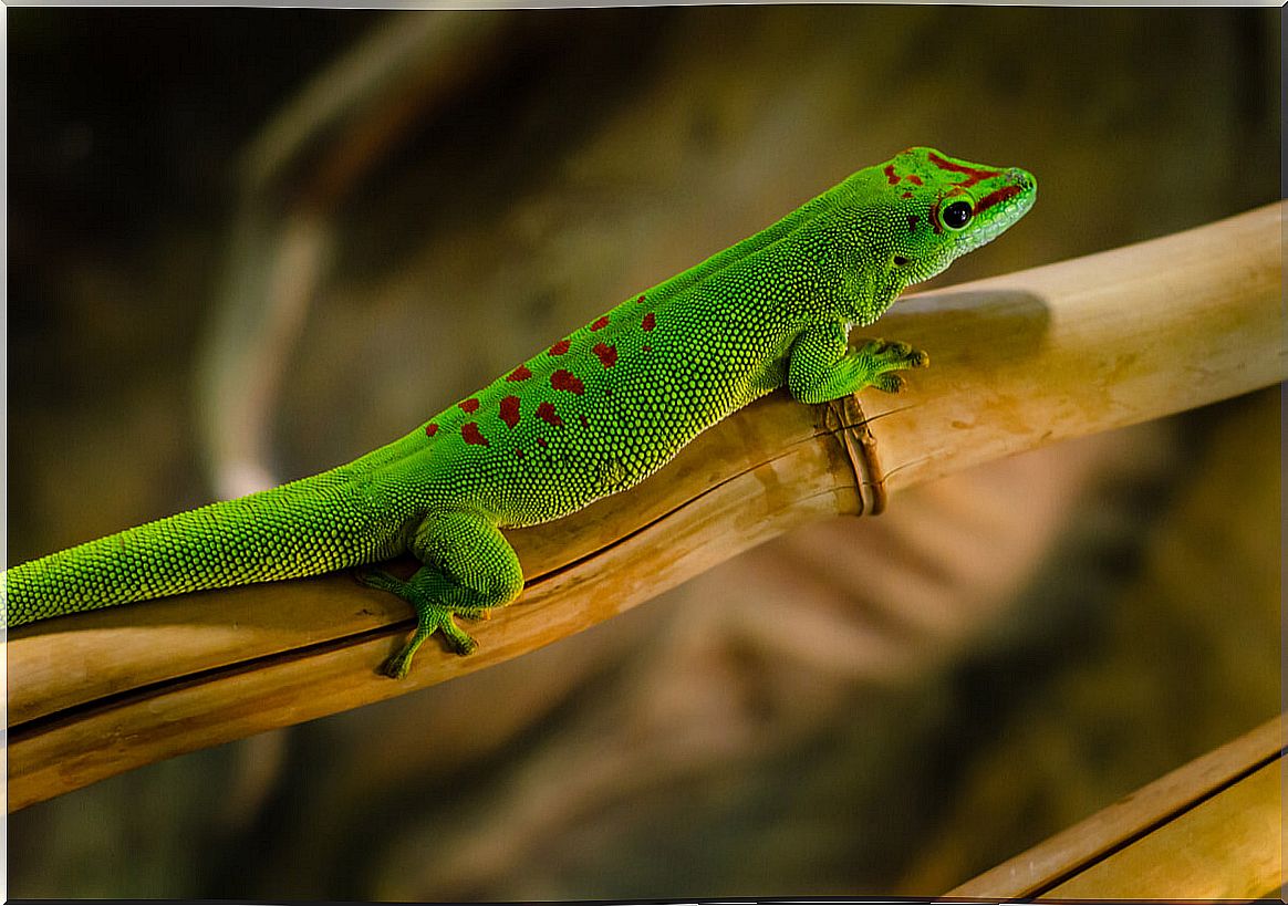 A day gecko on a branch.