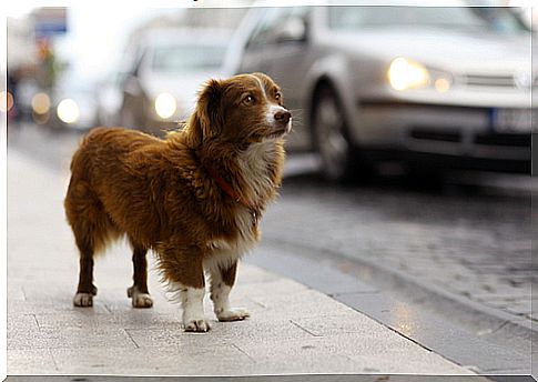 Photographic project aims to raise awareness about the large number of abandoned dogs