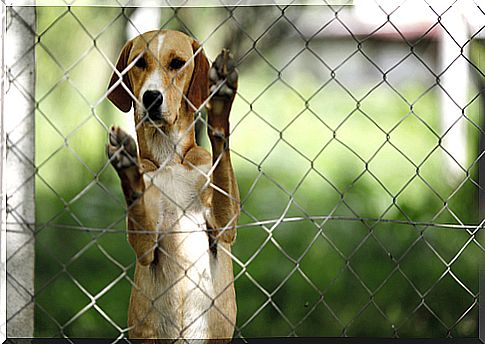 perro enjaulado