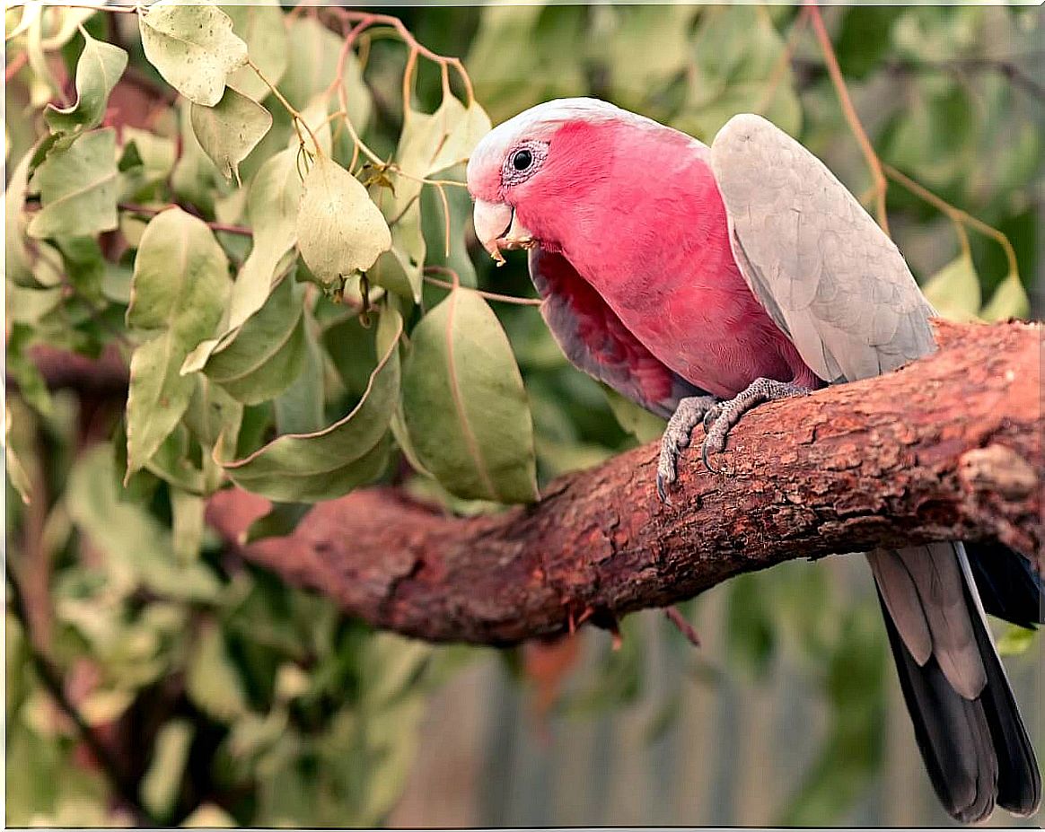 Pink cockatoo: habitat and characteristics