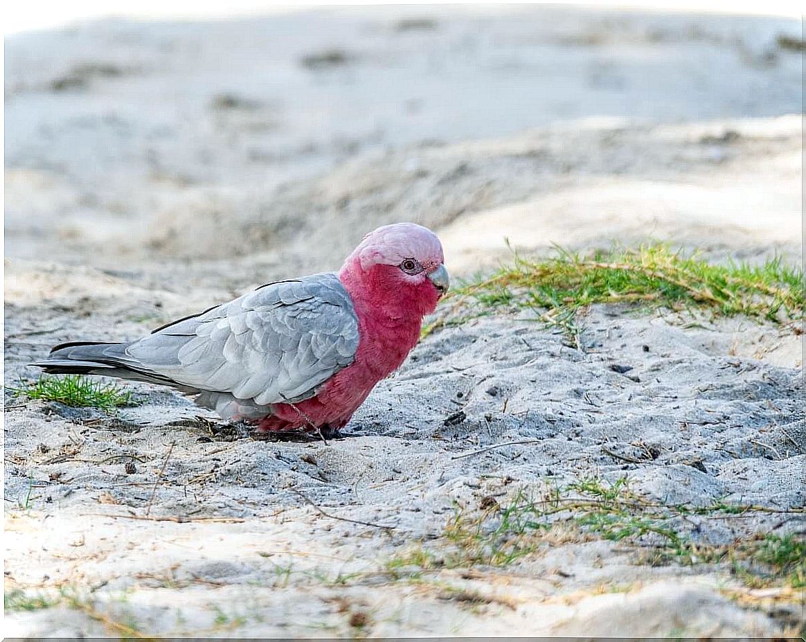 A pink cockatoo in a backyard.