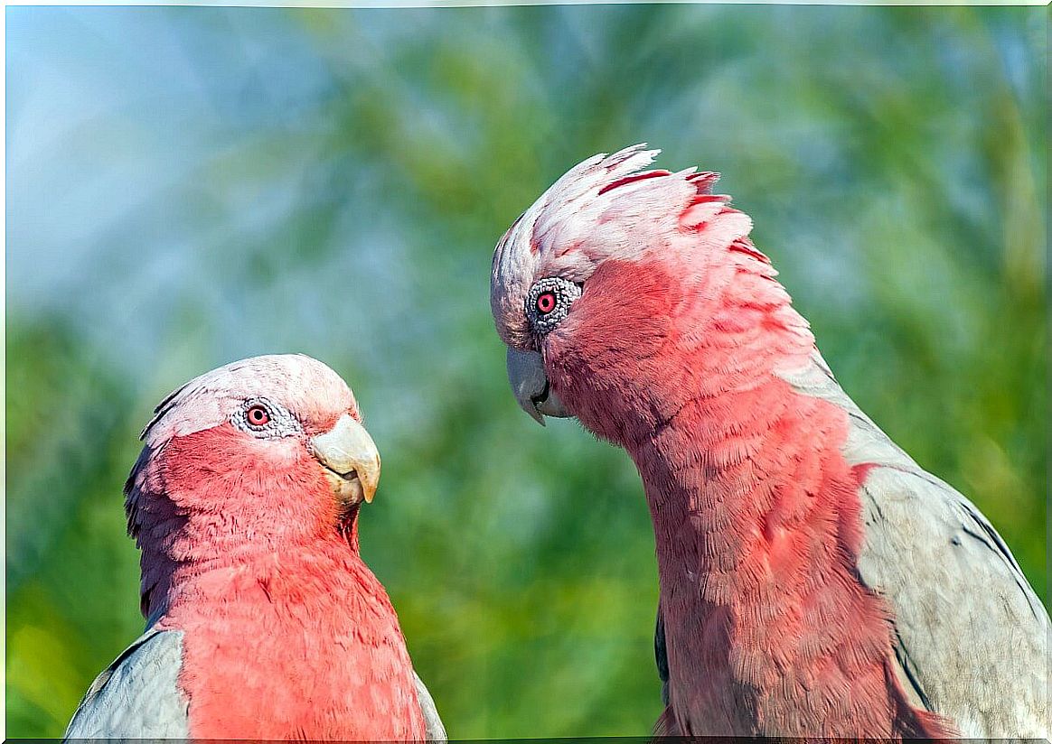 A pair of pink cockatoos.