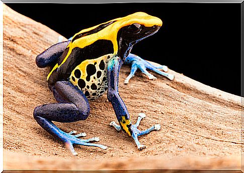 Poison dart frogs